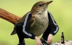 TIER LIST DES BAISEURS DE CE DISCORD